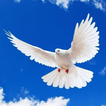 Pourquoi Dieu a béni une colombe