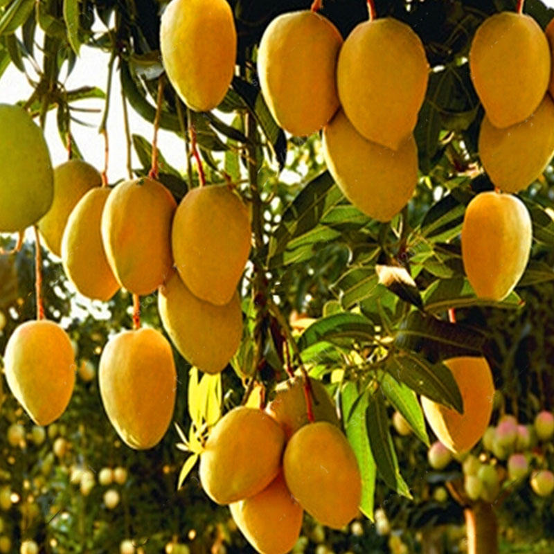 7 façons de fruits portant dans le Royaume de Dieu