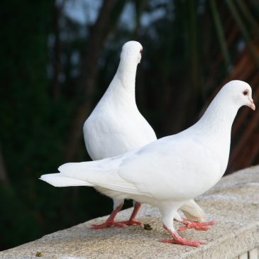 Les oiseaux espions de Dieu