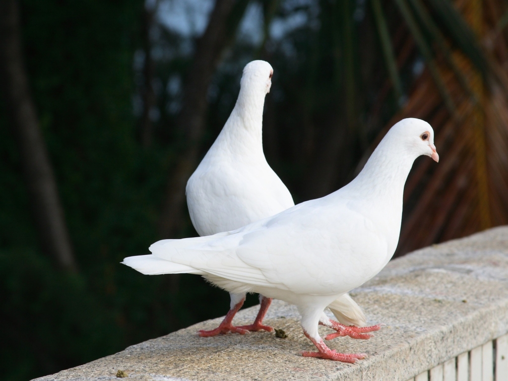 God's spy birds