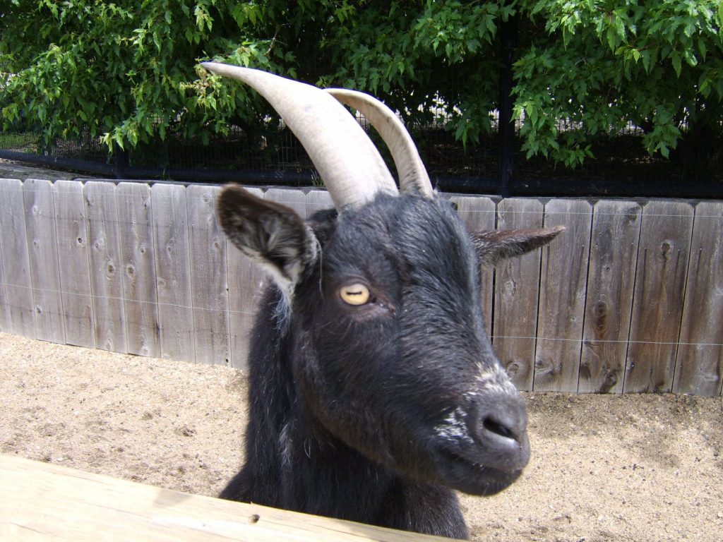 Top 10 des animaux utilisés par Satan et les démons pour des missions dangereuses.