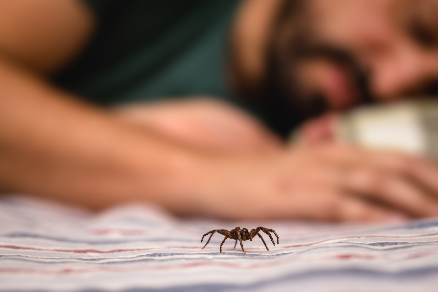Alt=Dieu peut amener un insecte à perturber votre sommeil.
